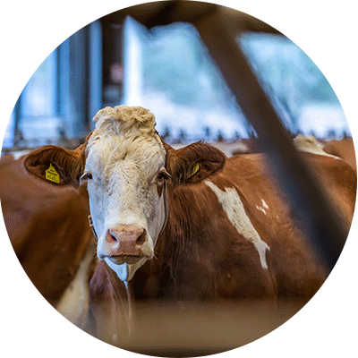 Krankheiten bei Rind und Schaf | Tiergesundheit und mehr